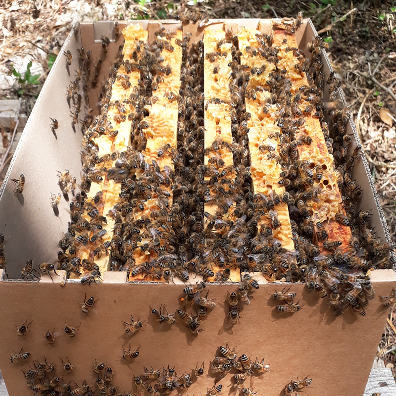 Essaim d'abeilles Buckfast - essaim sur cadres pour ruche Dadant